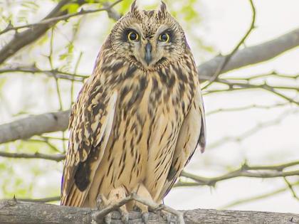 Alas, the little ear owl came to Solapur from Russia, Canada | अहो आश्चचर्यम... रशिया, कॅनडाहून सोलापुरात आले छोट्या कानाचे घुबड