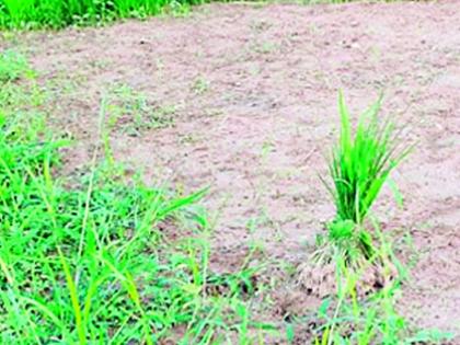 Planting closed due to lack of rain | पावसाअभावी रोवण्या बंद