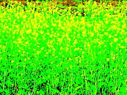 Innovative experiment of mustard production in the district | जिल्ह्यात मोहरी उत्पादनाचा नावीन्यपूर्ण प्रयोग Innovative experiment of mustard production in the district | जिल्ह्यात मोहरी उत्पादनाचा नावीन्यपूर्ण प्रयोग