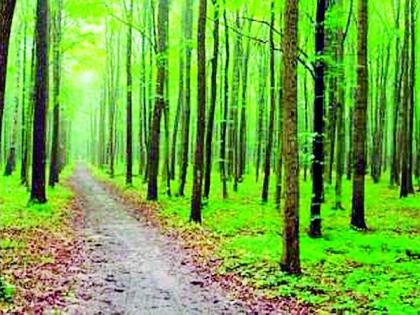 There was an increase in forest area in the district | जिल्ह्यातील वनक्षेत्रात होतेय वाढ