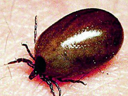 Increase in the number of patients in the scrub typhus | स्क्रब टायफसच्या रुग्णांच्या संख्येत वाढ