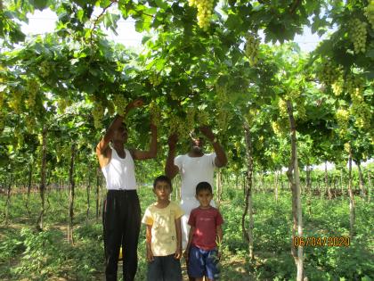 Vineyard farmers in crisis, loss of 1 to 3 lakhs: loss of grape fields only due to lack of market | द्राक्ष बागायतदार संकटात,१५ ते २० लाखांचा तोटा : बाजारपेठ नसल्याने द्राक्ष्यांचे शेतातच नुकसान