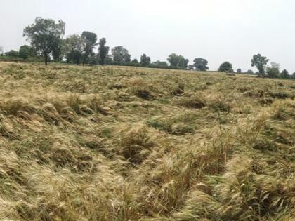 Water in the eyes of the farmers in time | अवकाळीने शेतकऱ्यांच्या डोळ्यांत पाणी