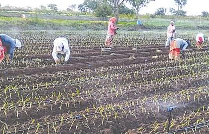 Resumption of summer onion cultivation in Khamkheda area | खामखेडा परिसरात उन्हाळ कांद्याची पुन्हा लागवड सुरु