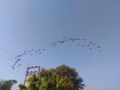 In the pursuit of food, black wandering rails | खाद्याच्या शोधात काळा करकोच्यांची भटकंती