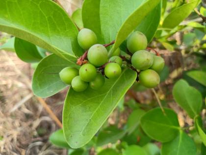 The ruins of the corona in the city, the beans in the forest | शहरात कोरोनाचा कहर, जंगलात रानमेव्याला बहर