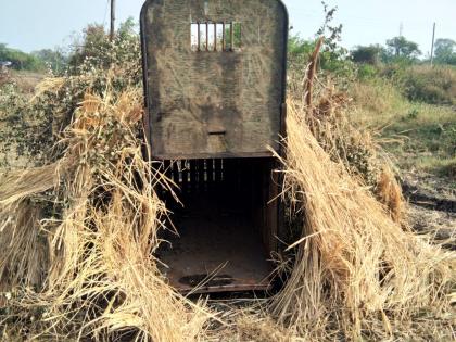  Cage by the forest department to catch the babies | बिबट्याला पकडण्यासाठी वनविभागातर्फे पिंजरा