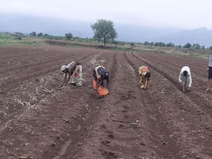 Accelerate sowing due to rain break for three days | तीन दिवसांपासून पावसाच्या विश्रांतीमुळे पेरण्यांना वेग Accelerate sowing due to rain break for three days | तीन दिवसांपासून पावसाच्या विश्रांतीमुळे पेरण्यांना वेग