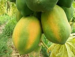 The meeting on papaya rates slipped | पपई दराबाबतची बैठक फिस्कटली The meeting on papaya rates slipped | पपई दराबाबतची बैठक फिस्कटली