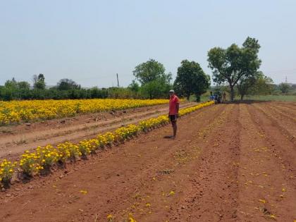 Nigoz farmers decide to cultivate pomegranate flower fields, because the market is closed. | निघोजच्या शेतकºयाने नांगरले झेंडुच्या फुलाचे शेत, बाजारपेठ बंद असल्याने घेतला निर्णय 