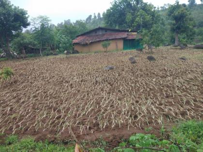 Nagli crop in crisis due to lack of rains | पावसाअभावी नागली पीक संकटात