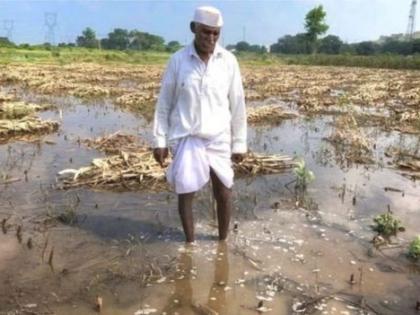 Fear of rain cracking the vines in Nifad area | निफाड परिसरात पावसाने द्राक्षमणी तडकण्याची भीती