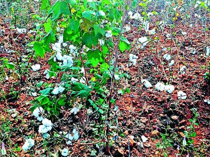 Cotton growers are caught in the lure of Farhad, but not from the Agriculture Department | कापूस उत्पादक अडकले फरदडच्या मोहात, कृषी विभागाकडून मात्र ना