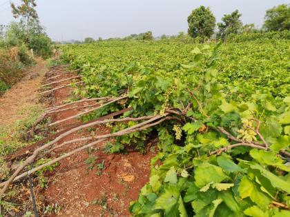 Major damage to vineyards due to untimely rains in the district | जिल्ह्यात अवकाळी पावसाने द्राक्षबागांचे मोठे नुकसान