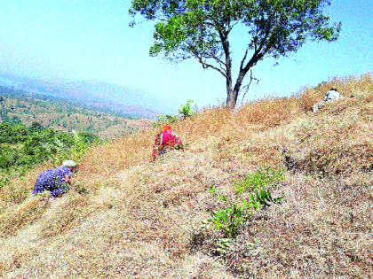 Feeding abundant; Take the drought area; Appeal to farmers from Bamnoli area | चारा मुबलक; दुष्काळी भागात घेऊन जा; बामणोली भागातील शेतकऱ्यांचे आवाहन