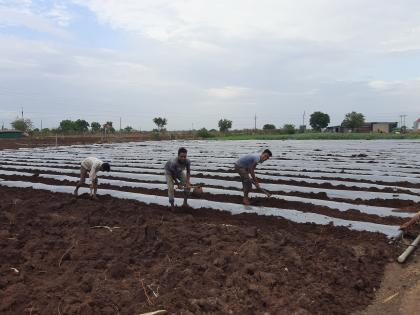 Accelerated farming due to exposure to rains | पावसाच्या उघडीपमुळे शेतीकामांना वेग