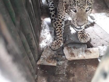 Leopards confiscated in Nalwadi Shivara | नळवाडी शिवारात बिबट्या जेरबंद