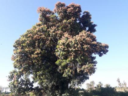 This time the mango will make the mouth sweet | यंदा आंबा करणार तोंड गोड