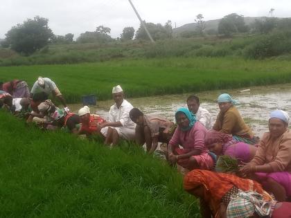 Velunje rice planting begins | वेळुंजे भात लावणीस सुरवात