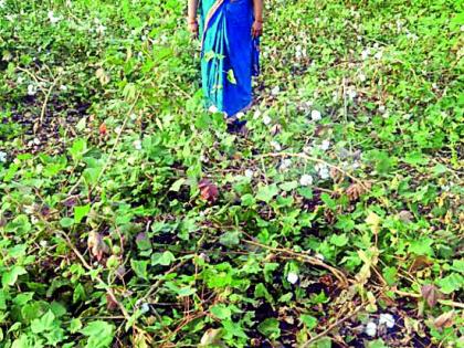 Plastic bags cover to save the crops | पिकांना वाचविण्यासाठी प्लास्टिक पिशव्यांचे कवच