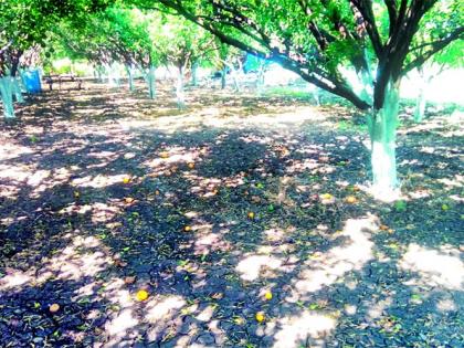 The ever-changing climate is a big blow to fruit growers | सतत बदलत्या वातावरणाचा फळ उत्पादक शेतकऱ्यांना मोठा फटका The ever-changing climate is a big blow to fruit growers | सतत बदलत्या वातावरणाचा फळ उत्पादक शेतकऱ्यांना मोठा फटका