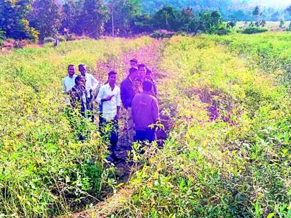 Tigers in the field for five days | पाच दिवसांपासून वाघांचा शेतात ठिय्या