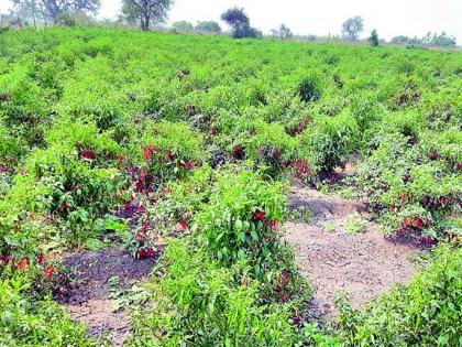 Production of five lakhs from one and half acre of pepper | दीड एकरातील मिरचीतून पाच लाखांचे उत्पादन