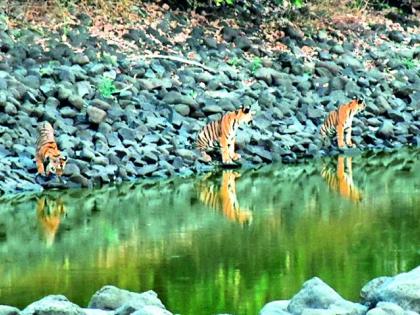 Wildlife questionnaire of Tipeshwar Wildlife Awareness | टिपेश्वर अभयारण्यातील वन्यजीवांचा पाणीप्रश्न ऐरणीवर