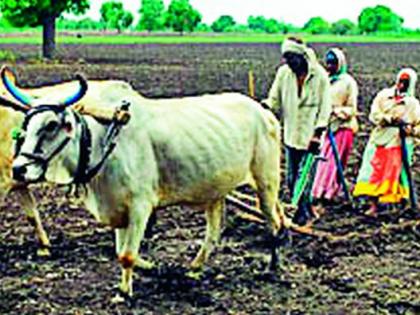 Potential sowing of kharif crops on 44,000 hectares | खरिप पिकांची संभाव्य पेरणी ४४ हजार हेक्टरवर Potential sowing of kharif crops on 44,000 hectares | खरिप पिकांची संभाव्य पेरणी ४४ हजार हेक्टरवर