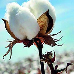 Loot of cotton growers in the name of humidity | आर्द्रतेच्या नावाखाली कापूस उत्पादकांची लूट