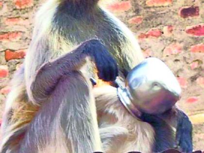 Thackenness sticks in the head of the monkey | तहानेने व्याकूळ माकडाच्या डोक्यात अडकला गडवा