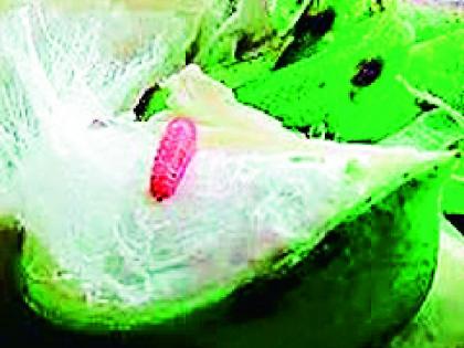 Pink bollworm on cotton | कपाशीवर गुलाबी बोंडअळी Pink bollworm on cotton | कपाशीवर गुलाबी बोंडअळी