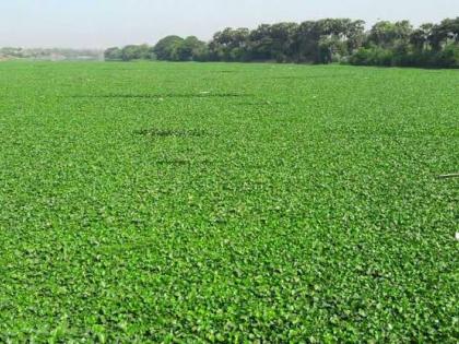 Pune Municipal Corporation has the highest tax on our part, but why did we suffer from water hyacinth problem? | पुणे महापालिकेला सर्वात जास्त कर आमच्या भागाचा, तरी जलपर्णीचा त्रास आमच्याच वाट्याला का.?