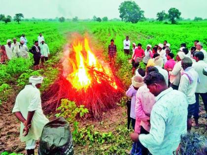 In Adarsh Gaon Gujri, due to lack of cemetery, cremation has to be done in vertical crop | आदर्श गाव गुजरीमध्ये स्मशानभूमी अभावी उभ्या पिकात करावे लागताहेत अंत्यसंस्कार In Adarsh Gaon Gujri, due to lack of cemetery, cremation has to be done in vertical crop | आदर्श गाव गुजरीमध्ये स्मशानभूमी अभावी उभ्या पिकात करावे लागताहेत अंत्यसंस्कार