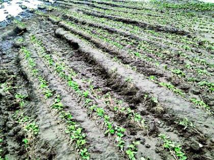 Katol taluka of Nagpur district in the grip of wet drought; Soybean, cotton, tur under water | नागपूर जिल्ह्यातील काटोल तालुका ओल्या दुष्काळाच्या सावटात; सोयाबीन, कापूस, तूर पाण्याखाली