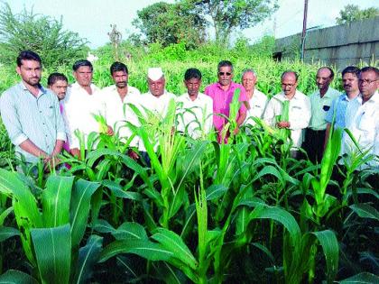  Maize survey by the authorities | अधिकाऱ्यांकडून मक्याची पाहणी