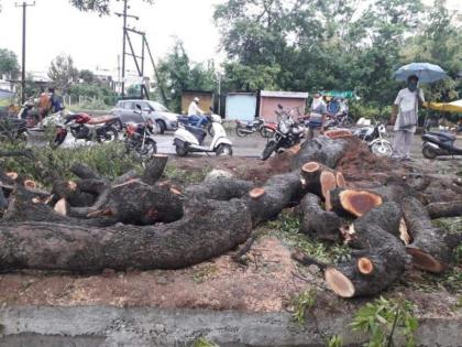 After the agitation of environmentalists, the search for an alternative to save the tree started in Sevagram | पर्यावरणवाद्यांच्या आंदोलनानंतर वृक्ष वाचविण्यासाठी सेवाग्राममध्ये पर्यायाचा शोध सुरू