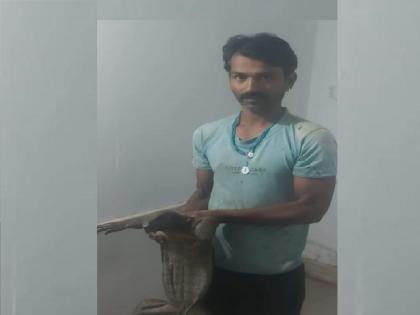 Arrested for carrying illegal Bengal monitor ghorpad through the forest | Crime News: राधानगरी जंगलातून बेकायदा घोरपड नेणाऱ्यास अटक