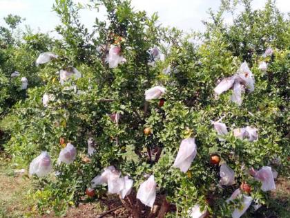 Use of non-oven paper on pomegranate gardens | खानापूर तालुक्यात डाळिंब बागांवर नॉन ओव्हन पेपरचा वापर : रोगांचा प्रादुर्भाव रोखण्यासाठी आवरण