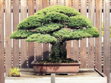 World most expensive tree Japanese white pine bonsai tree | जगातलं सगळ्यात महागडं झाडं, किंमत इतकी की जगभराची करू शकाल सफर!