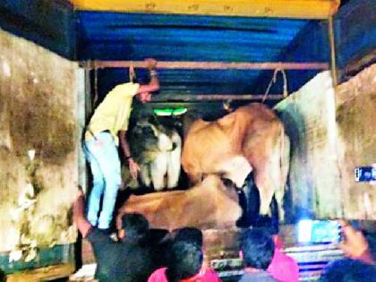 Caught a container carrying cattle | गोवंश वाहून नेणारा कंटेनर पकडला