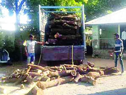 Three truck lumber seized in Badnera | बडनेऱ्यात तीन ट्रक लाकूड जप्त