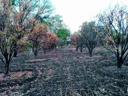 Drying the oranges at 8,400 hectares | ८,४०० हेक्टरवरील संत्राबागा सुकल्या