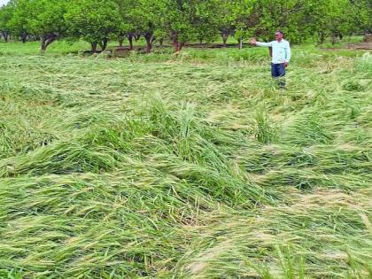 Rain with storms, killing young, crop damage | वादळासह पाऊस, तरुण ठार, पिकांचे नुकसान Rain with storms, killing young, crop damage | वादळासह पाऊस, तरुण ठार, पिकांचे नुकसान