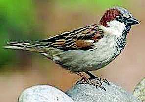 Symanticipation threatens the natural habitat of sparrows | सिमेंटीकरणाने चिमण्यांच्या नैसर्गिक अधिवासाला धोका