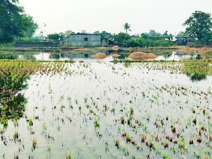 The water in the canal leaked and the fodder rotted | कालव्यातील पाणी गळतीने वैरण सडले