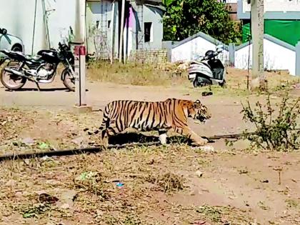 Tiger escape from forest to village | वाघोबाचे गावातूनच जंगलात पलायन