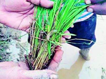 Inflammation of military larva on rice crop | धान पिकावर लष्करी अळीचा प्रादुर्भाव