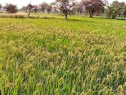 Farmers say, don't grow paddy again, Baba! | शेतकरी म्हणतात, पुन्हा धान पीक नको रे बाबा! Farmers say, don't grow paddy again, Baba! | शेतकरी म्हणतात, पुन्हा धान पीक नको रे बाबा!