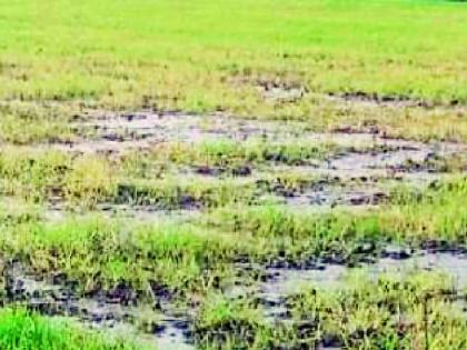 Ruby crops hit with cloudy weather | ढगाळ वातावरणाने रबी पिकांना फटका Ruby crops hit with cloudy weather | ढगाळ वातावरणाने रबी पिकांना फटका
